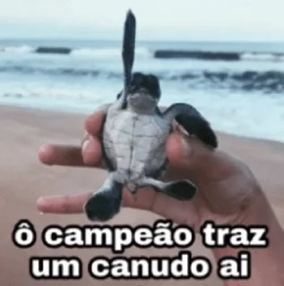 🐢 emoji Humor and humour Telegram sticker 15 of 110