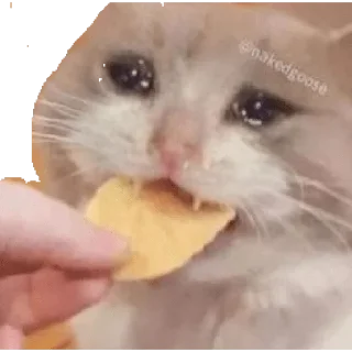 🥺 emoji Argentina Telegram sticker 24 of 102