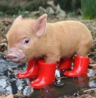 🐷 emoji cute pigs 🐷 Telegram sticker 9 of 29