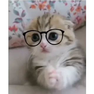 🤓 emoji gatos Telegram sticker 21 of 44