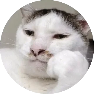 🤨 emoji gatos Telegram sticker 9 of 44