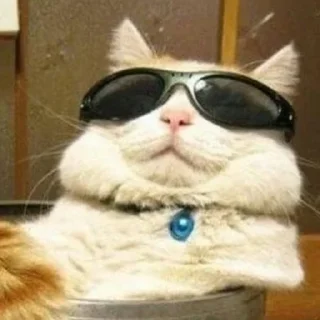 😎 emoji Gatos Telegram sticker 17 of 30