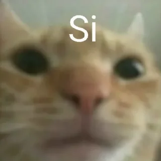 👌 emoji Gatos Telegram sticker 13 of 66