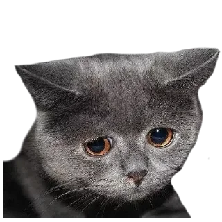 ☹️ emoji gatos Telegram sticker 17 of 44