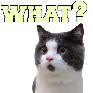 🧐 emoji gatos Telegram sticker 8 of 44