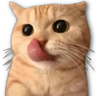 😋 emoji gatos Telegram sticker 15 of 44