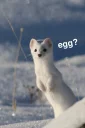 🥚 emoji frosty longboi Telegram sticker 21 of 33