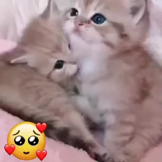 😼 emoji ℒ𝓊፝֟፝֟𝓃𝒶 ᝰ.ᐟ 🩵 @nandinhaaa7 Telegram sticker 9 of 50