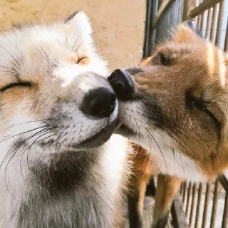 🦊 emoji Reaction Foxes Telegram sticker 24 of 120
