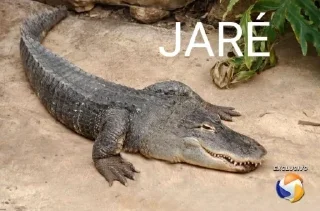 🐊 emoji Aleatórios II Telegram sticker 15 of 120