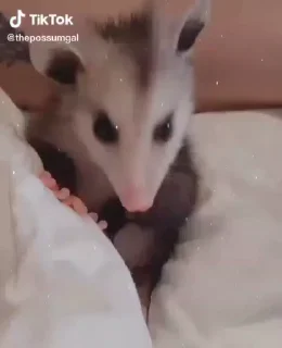 🥰 emoji Opossum! Telegram sticker 8 of 84