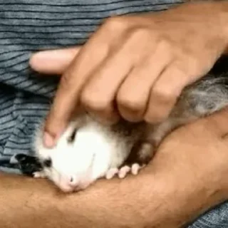 Sticker from Opossum!