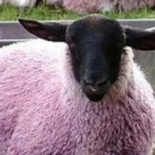 😐 emoji Sheep🐑 @yourstickerschnl Telegram sticker 17 of 57