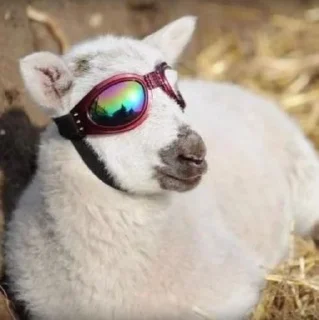 😎 emoji Sheep🐑 @yourstickerschnl Telegram sticker 13 of 57
