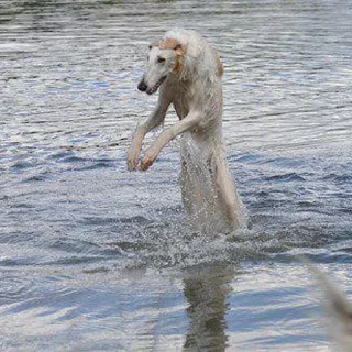🐕 emoji Borzoi & Friends Telegram sticker 23 of 46