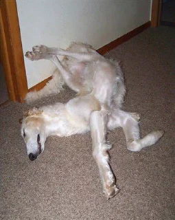 🐕 emoji Borzoi & Friends Telegram sticker 6 of 46