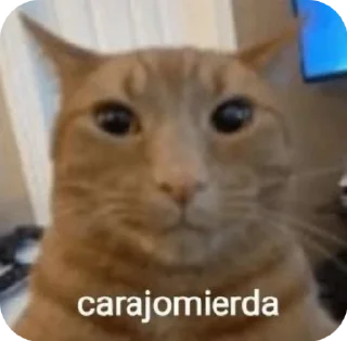 Sticker from 𝗡𝗼𝘃𝗶𝘁𝗮 Steal @novitx77