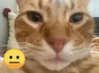 😐 emoji Kitty emotes Telegram sticker 7 of 19