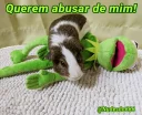 Sticker from Kermit, the frog 9 🐸