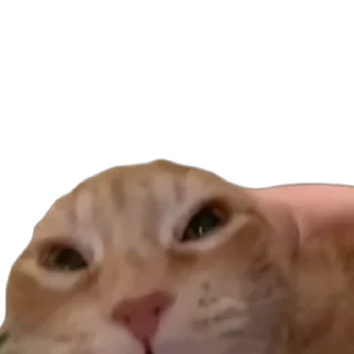 😂 emoji 🐱猫meme @sshuiooo Telegram sticker 5 of 55
