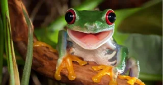 🐸 emoji Frogs and Frens Telegram sticker 13 of 79