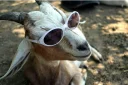 😎 emoji Memes de animais Telegram sticker 8 of 87