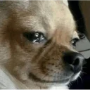 😢 emoji Memes de animais Telegram sticker 14 of 87