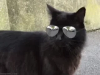 😎 emoji black cats @milinaira Telegram sticker 7 of 30