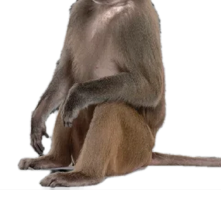 🐒 emoji Heads&Bodies Telegram sticker 7 of 21