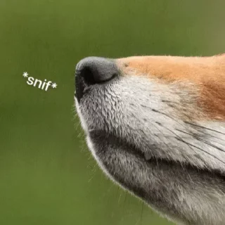 Sticker from Foxes and more