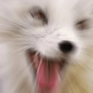 Sticker from Foxes and more