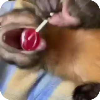🐒 emoji ▁ ▂ ▄ ▅ ▆ ▇ █ 🇪 🇱 🇩 🇪 🇩 🇴 🇹 🇪 🇸 █ ▇ ▆ ▅ ▄ ▂ ▁ Video Steal Pack Telegram sticker 14 of 57