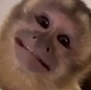 🧮 emoji Esquizo monkeys Telegram sticker 10 of 46