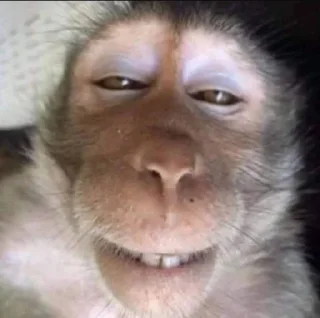 📚 emoji Esquizo monkeys Telegram sticker 16 of 46