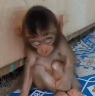 🤣 emoji Esquizo monkeys Telegram sticker 21 of 46