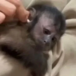 🫥 emoji Esquizo monkeys Telegram sticker 22 of 46