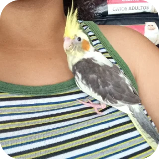 🐦 emoji RACE MIXING Telegram sticker 9 of 13