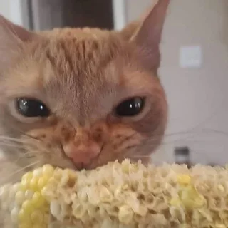 🐈 emoji Cat Eating Corn Telegram sticker 1 of 29