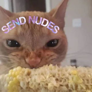 🐈 emoji Cat Eating Corn Telegram sticker 8 of 29