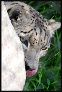 😶 emoji Sneaky Snep Telegram sticker 7 of 49
