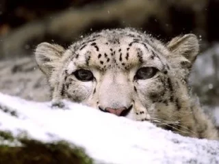 😶 emoji Sneaky Snep Telegram sticker 24 of 49