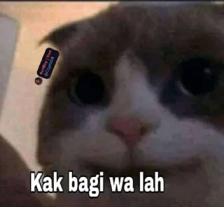 🥺 emoji @Crypto08 Kocheng Unyu Telegram sticker 12 of 38
