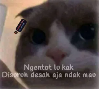 😣 emoji @Crypto08 Kocheng Unyu Telegram sticker 10 of 38