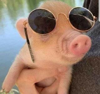 🐷 emoji cute pigs 🐷 Telegram sticker 17 of 29