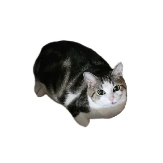 Sticker from Iris Set