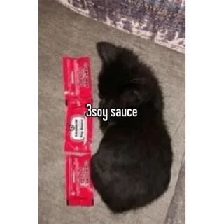 🐈 emoji animal captions Telegram sticker 16 of 35