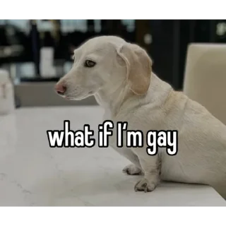 🏳️‍🌈 emoji animal captions Telegram sticker 4 of 35