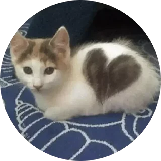 ❤️ emoji gatos Telegram sticker 11 of 44