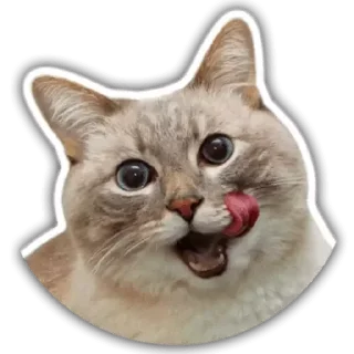 😝 emoji gatos Telegram sticker 22 of 44