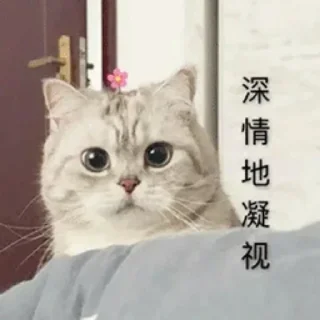 😳 emoji 猫猫表情包 👉 @biaoqing8 Telegram sticker 12 of 28